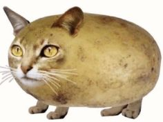 fdcd272a46ee43c88aa28800f209470b.png